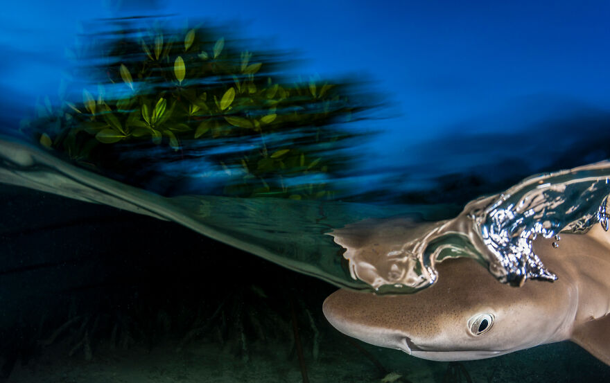 Nominee: Collective Portfolio Award