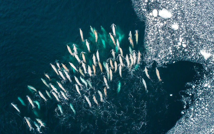 Nominee: Collective Portfolio Award