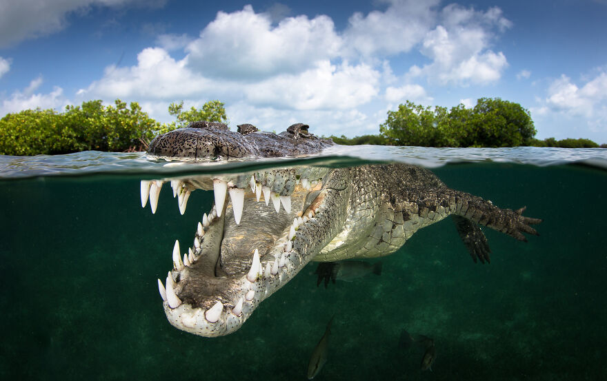 Nominee: Collective Portfolio Award