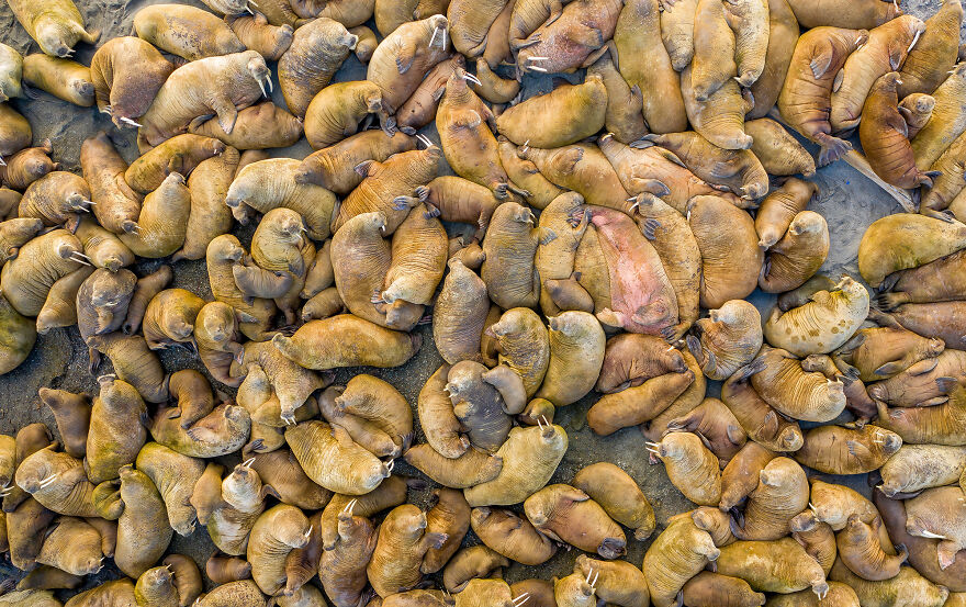 Nominee: Conservation Photographer Of The Year