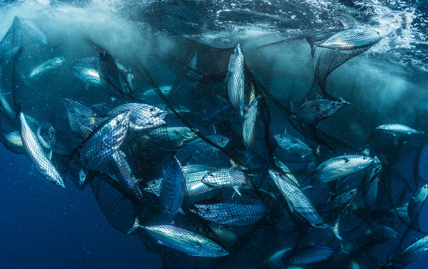 Nominee: Conservation Photographer Of The Year