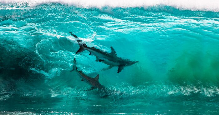 The Ocean Photography Awards Just Announced Their Finalists And The Photos Look Stunning (30 Pics)