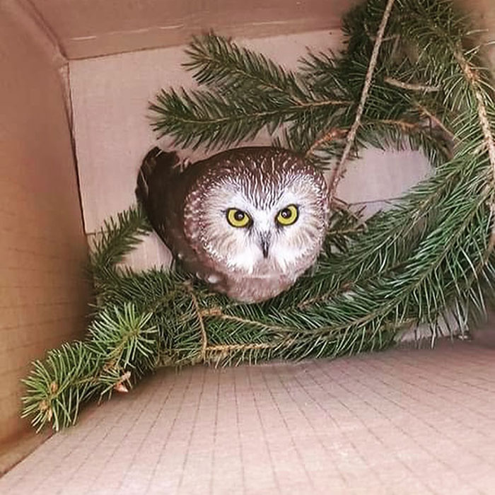 Workers Who Transported This Year's Rockefeller Christmas Tree Found A Tiny Owl Tucked Inside It Workers Who Transported This Year's Rockefeller Christmas Tree Found A Tiny Owl Tucked Inside It