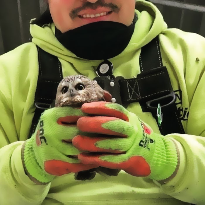 Workers Who Transported This Year's Rockefeller Christmas Tree Found A Tiny Owl Tucked Inside It Workers Who Transported This Year's Rockefeller Christmas Tree Found A Tiny Owl Tucked Inside It