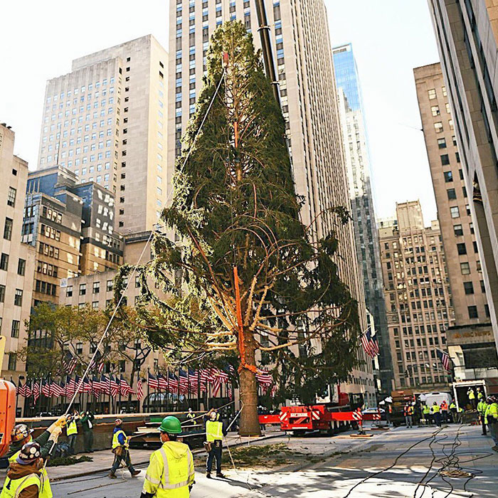 Workers Who Transported This Year's Rockefeller Christmas Tree Found A Tiny Owl Tucked Inside It