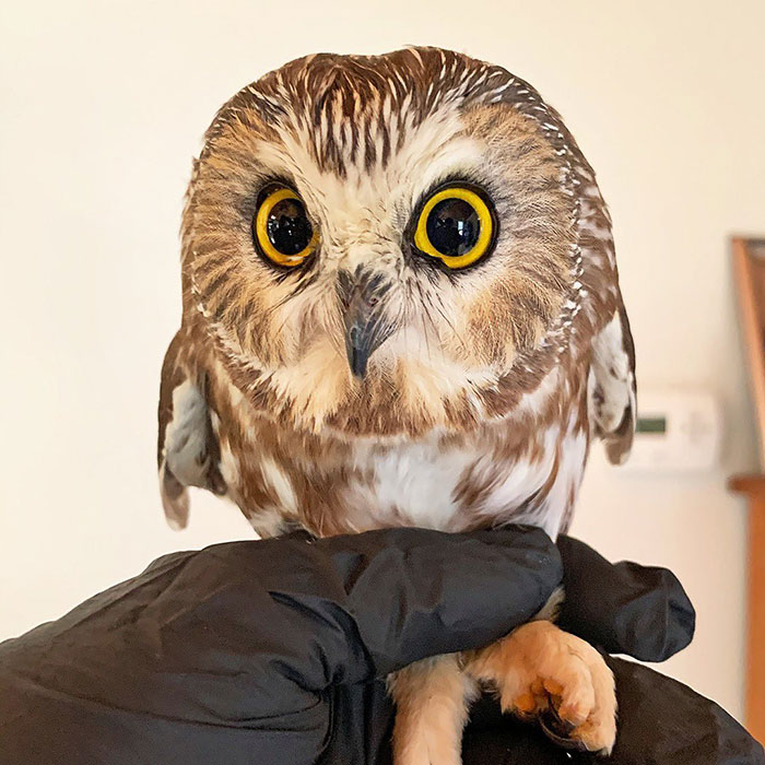 Workers Who Transported This Year's Rockefeller Christmas Tree Found A Tiny Owl Tucked Inside It