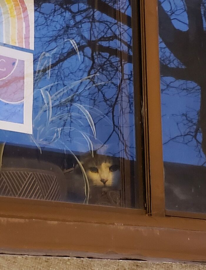 My Cat Not My House!