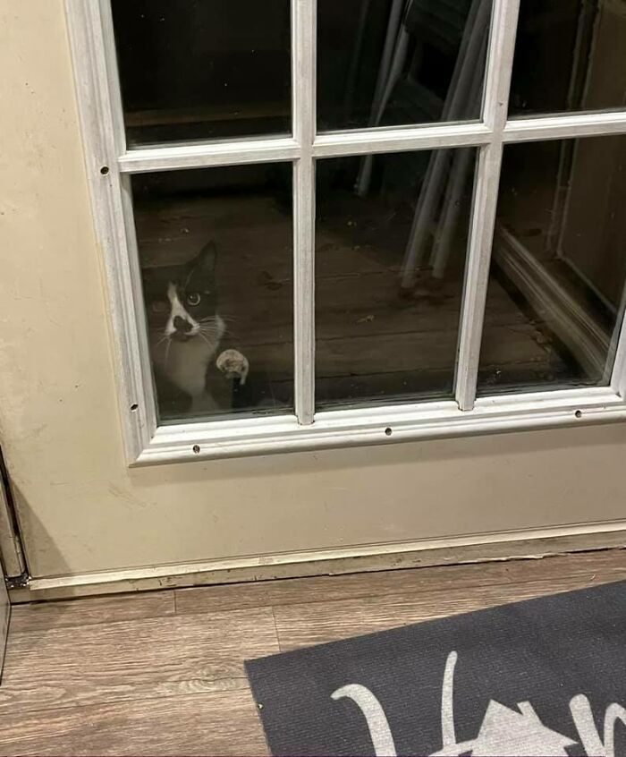 My Neighbor’s Cat, Paisley, Is A Cutie But Super Shy