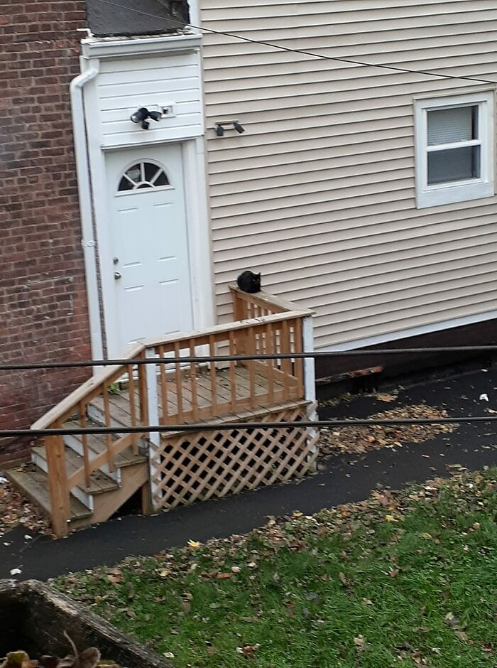 Does This Work In Reverse??? That's My Cat, But That's Not My House