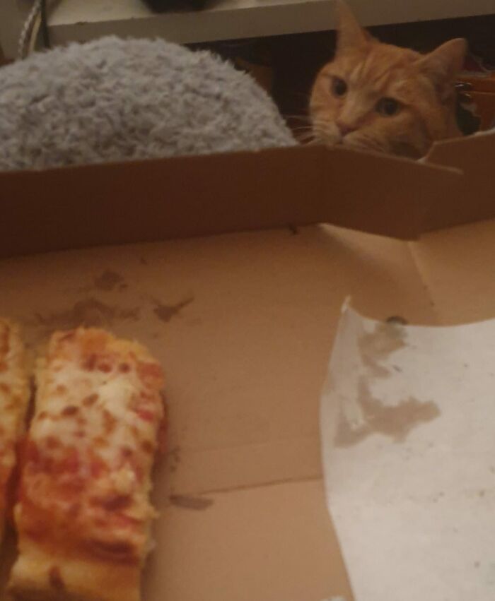 Dave Doesn't Live Here. Dave Isn't Our Cat. Dave Is Ginger And A Little Bit Fat. Dave Knows A Spicy Calzone Is Near. So Dave Attacks Food With No Fear