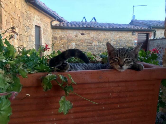 My Villa, Not My Cat