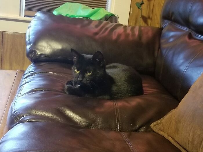 Just Wanted To Update Everyone On My "Not My Cat". Cleo, Who Showed Up Outside Before Halloween Has Made Herself Right At Home And Is Now Officially My Cat, Well, My Daughter's Cat