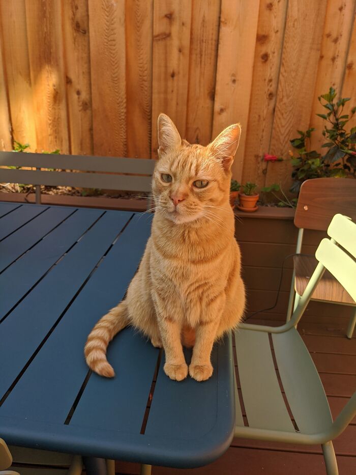 My House, Not My Cat. He Comes To Visit To Share Scrambled Eggs With Me In The Mornings Now