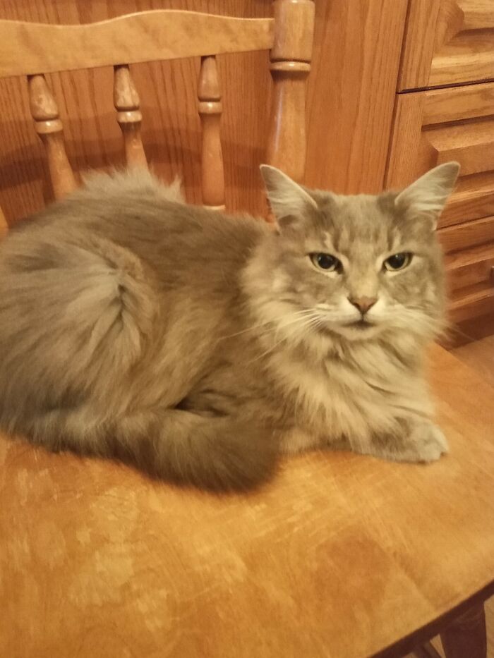 My House, Not My Cat. Shes A Homeless Kitty And She Can Stay Safe In Our House During Halloween