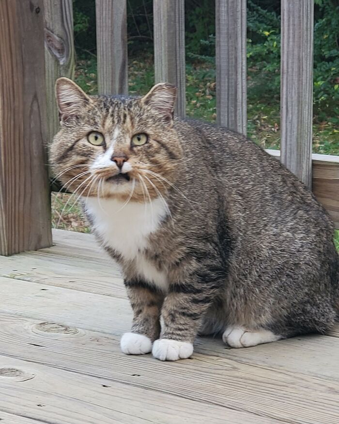 This Is Not My Cat. I Think I'll Name Him Dwight?