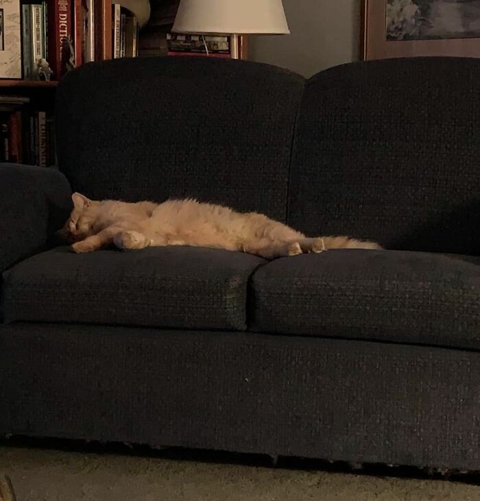 My House, Not My Cat. In And Out Carrying In Groceries. Finally Done, Went Into The Living Room To Put My Feet Up. This Is Not My Cat