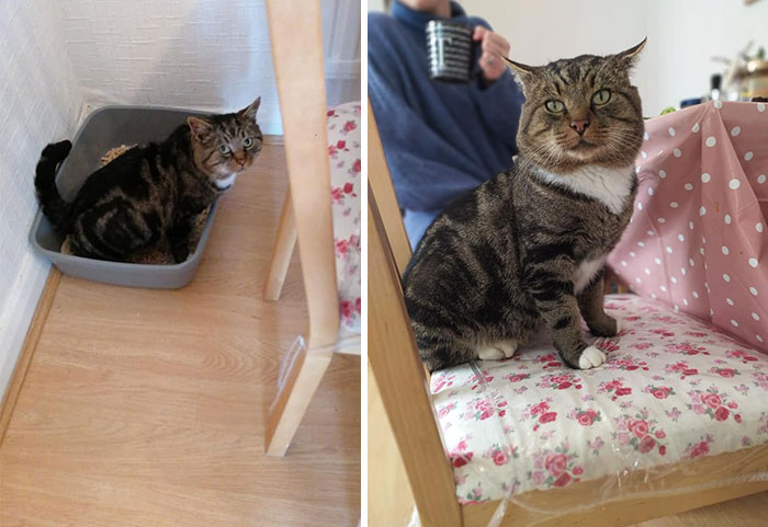 The Absolute Joy When A Very Nervous, Stray Outdoors #notmycat You've Been Feeding For 9 Months Suddenly And Unexpectedly Decides Trust You And Come Insid