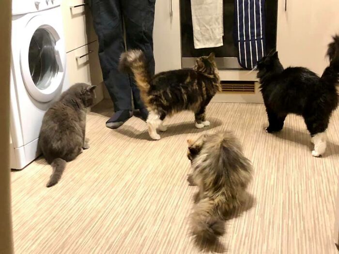 When You Get The Treats Out For Your Three Cats And A Fourth Appears! My House, Guess Which Isn’t My Cat