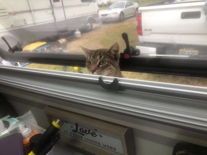 My Camper, Not My Cat. We Were Having Breakfast At An Rv Park And We Were Surprised By A Furry Invader.