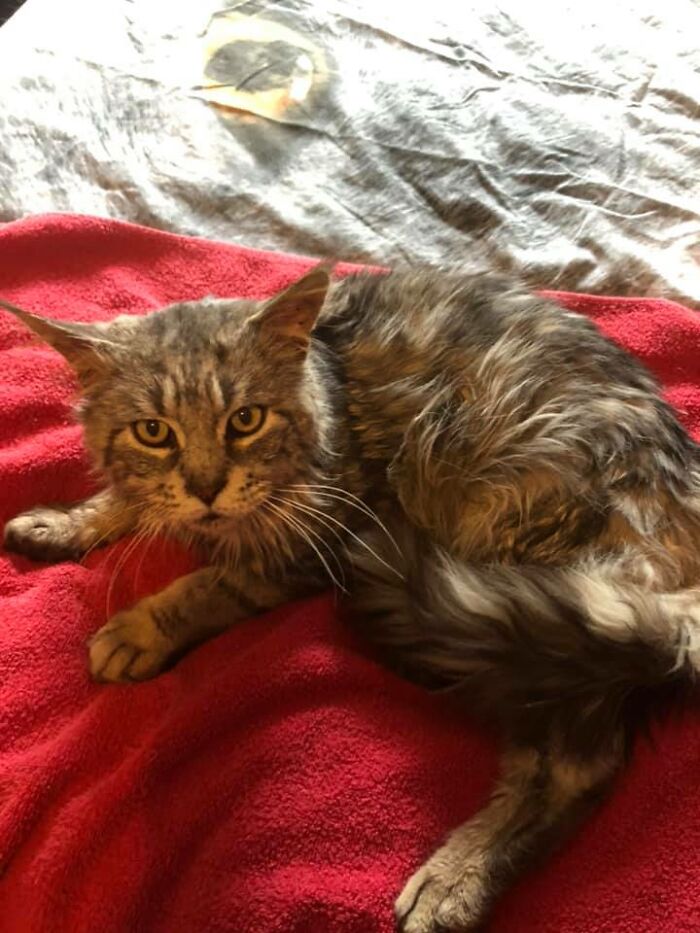 My House Not My Cat In May ... Now Not My House - His House In November