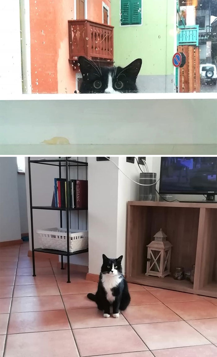 This Smart Boy Found Out That My Cat Comes Home Through The Window So I Guess He Gave It A Go Too