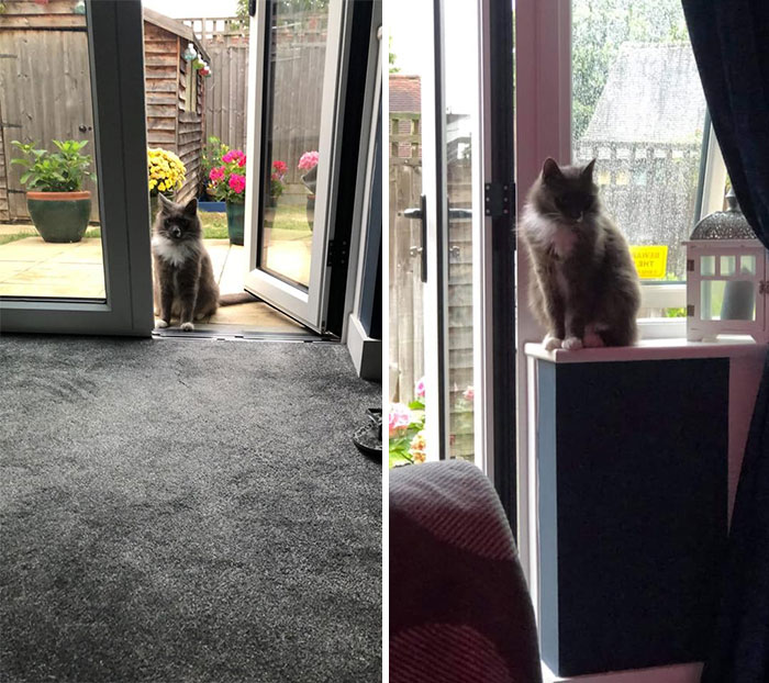 I Have A ‘My Cat, Not My House’ Situation