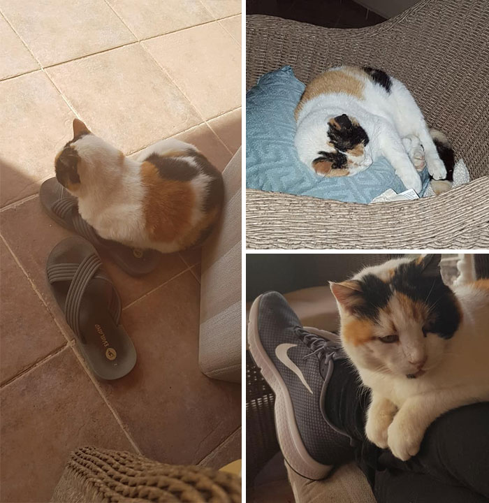 My House, Not My Cat