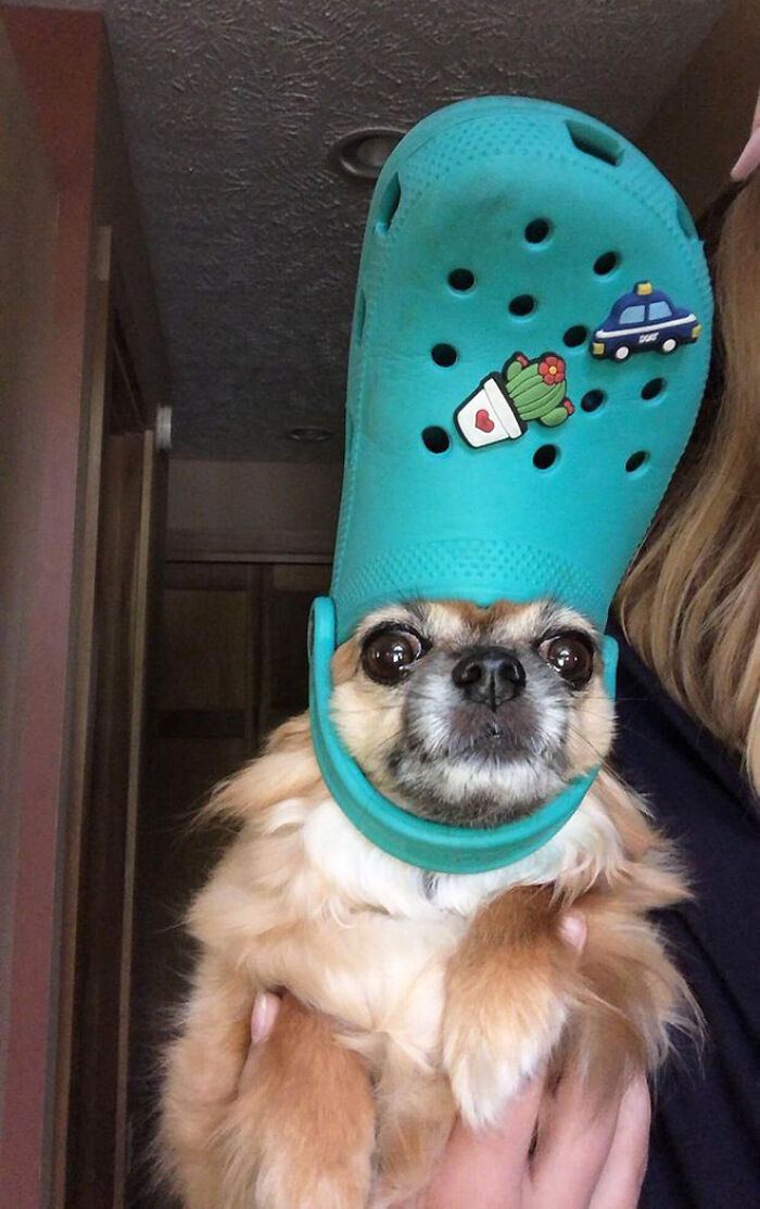 Pets-Slipper-Hats-Crocs