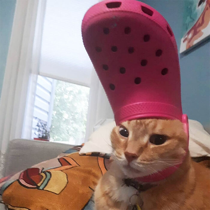 Pets-Slipper-Hats-Crocs