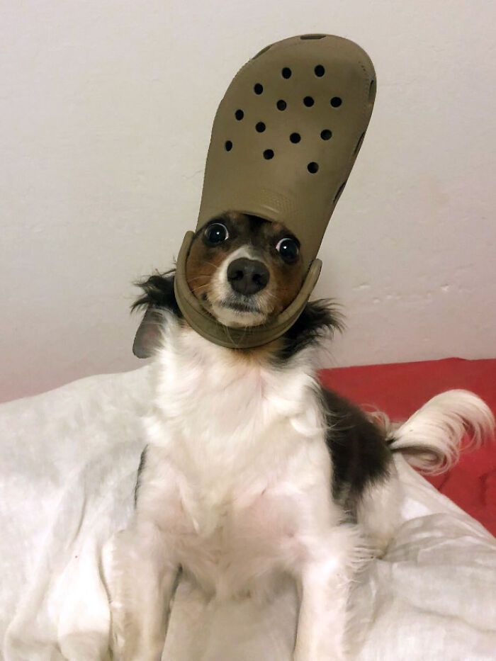 Pets-Slipper-Hats-Crocs
