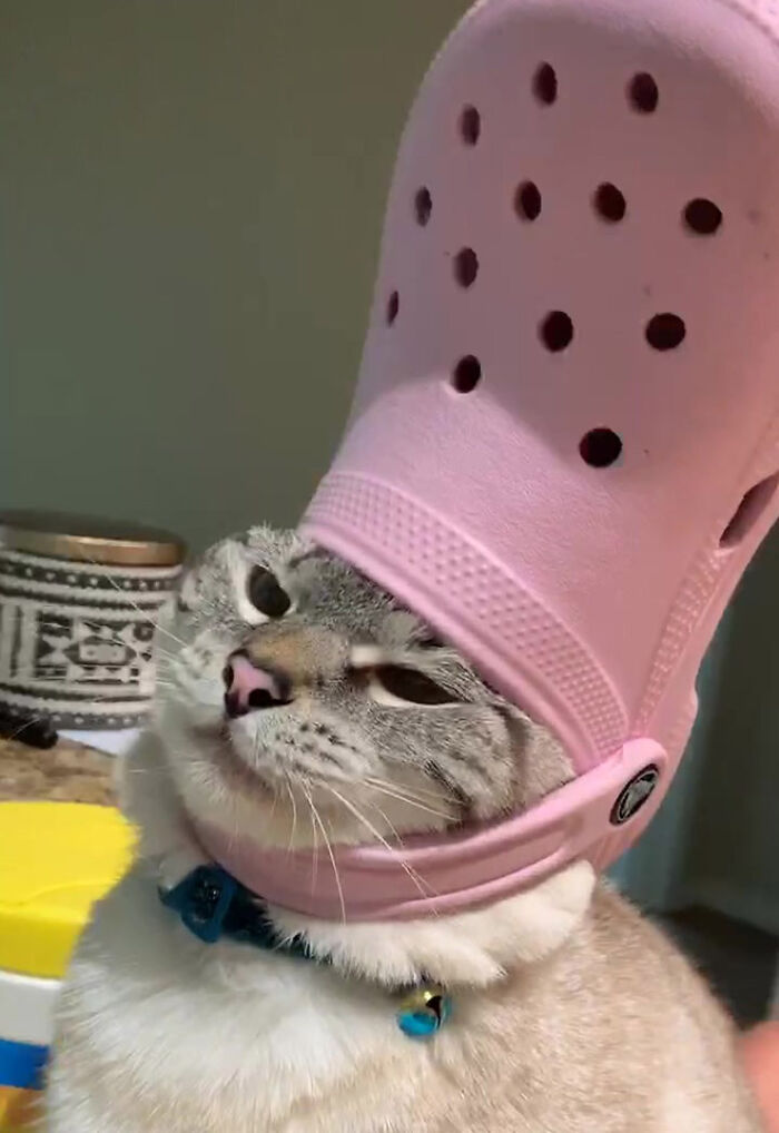 Pets-Slipper-Hats-Crocs