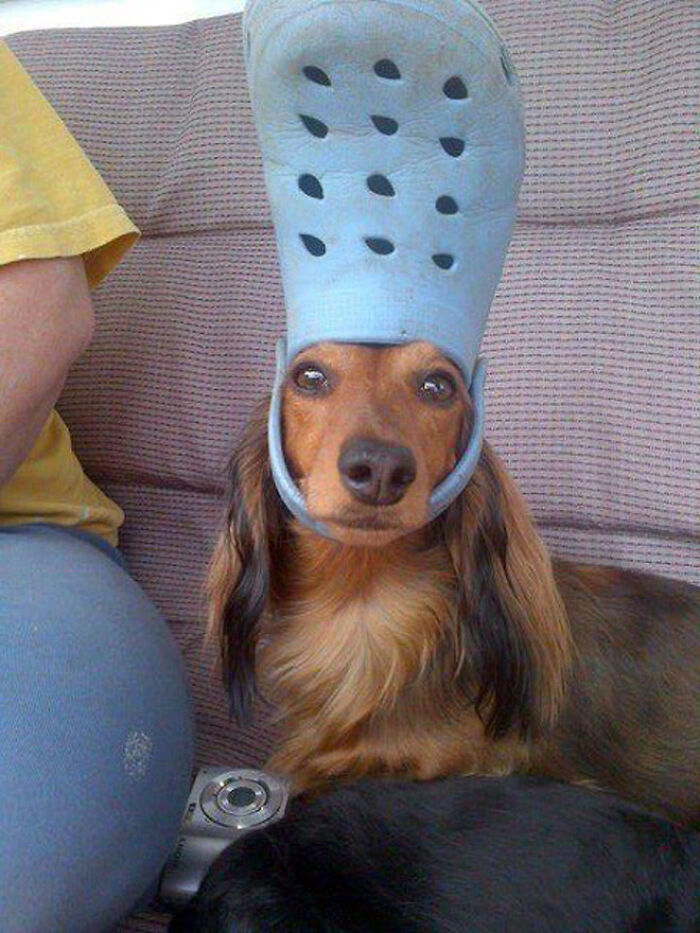 Pets-Slipper-Hats-Crocs