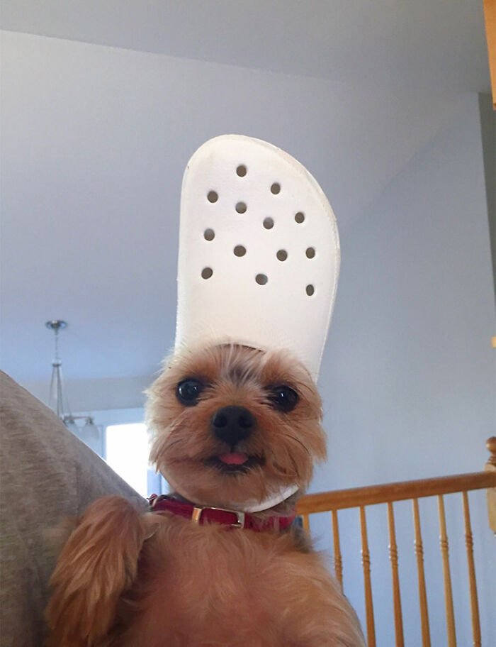 Pets-Slipper-Hats-Crocs