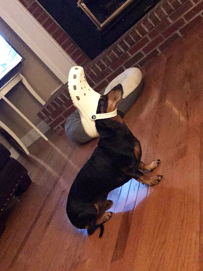 Pets-Slipper-Hats-Crocs