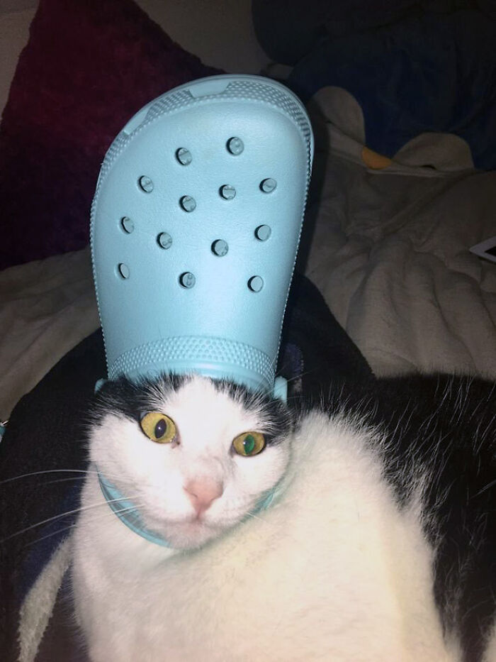 Pets-Slipper-Hats-Crocs