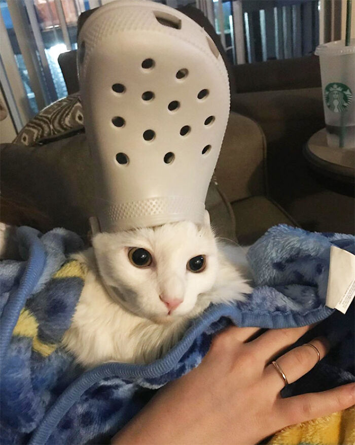 Pets-Slipper-Hats-Crocs