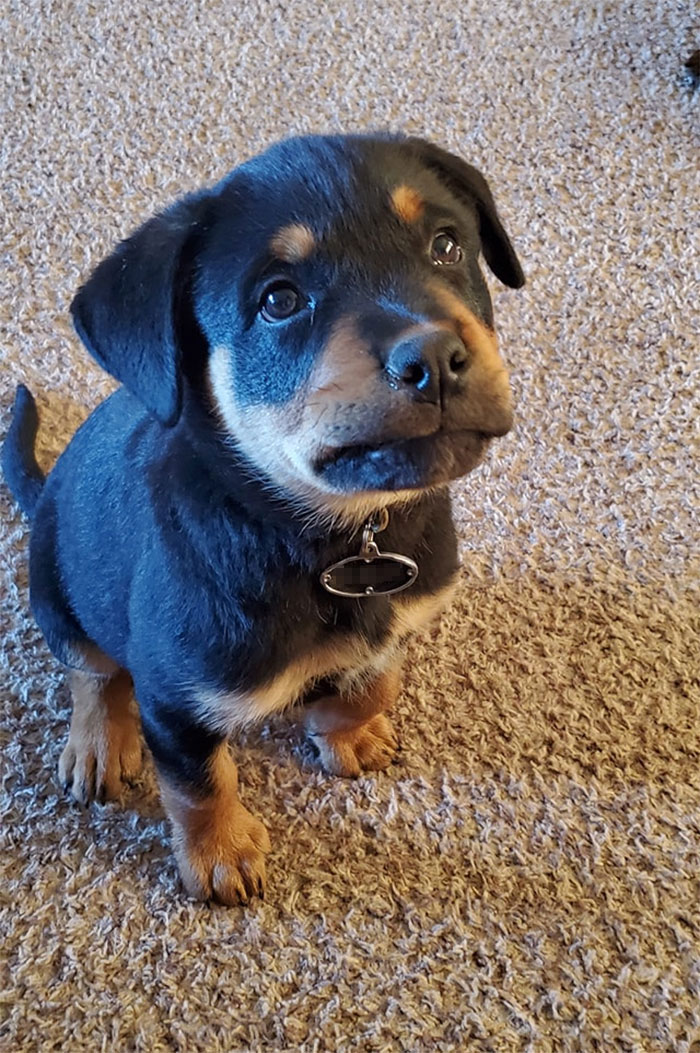 Loki Giving Me Attitude For Not Letting Him On The Couch. Shortly After This Picture Was Taken He Peed On The Floor #puppylife