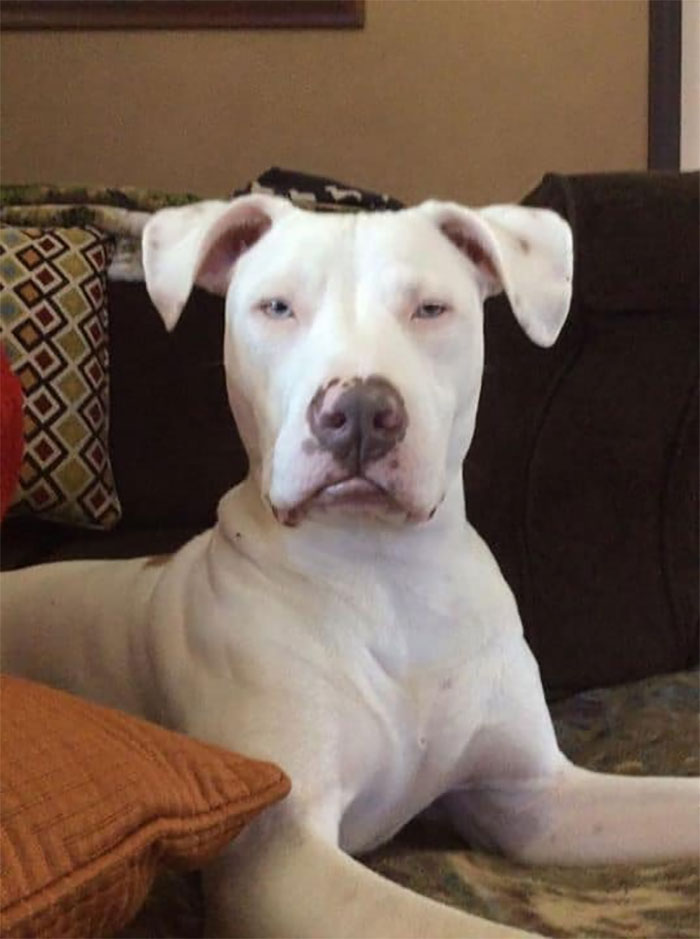 This Is Oliver, Highly Offended For Being Blamed For Destroying Another Rug! This Was Before I Joined This Group So He Has Not Been Properly Shamed! Oliver 3 Rugs 0