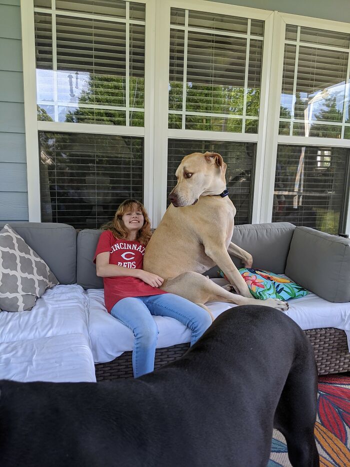 Shame Him!!! He Weighs 180 And Has Zero Concept Of Personal Space!!! King George Thinks He's A Rat Terrier