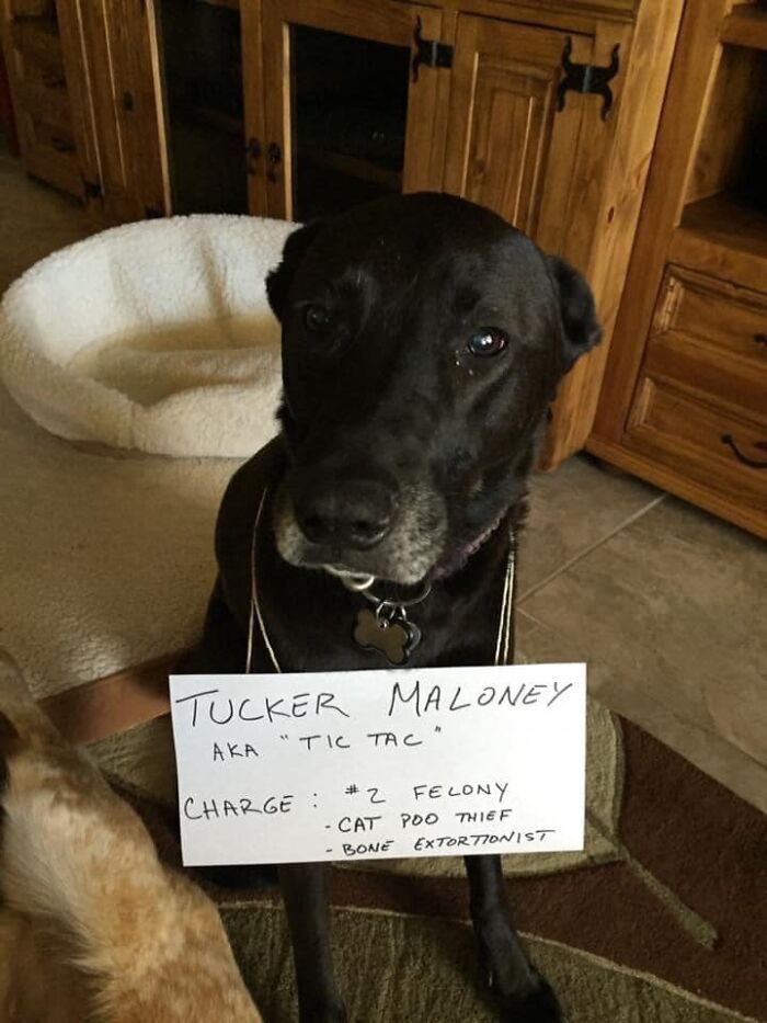 When Your Wife Is A Cop And The Pups Get In Trouble!