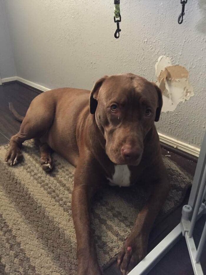 Kitty Ate The Wall. She. Ate. The. Wall.