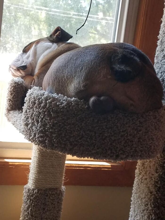 My Mom Says I Need To Wear Underwear... My Berries Keep Getting In The Way...