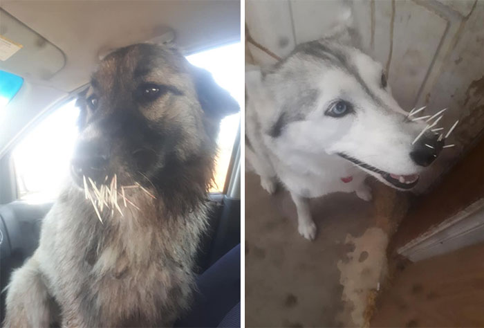 These Two Tried To Make Friends With A Porcupine! $1200 And 6 Hours At The Vet Later... This Was The Husband And Mines Friday Night Date Night...