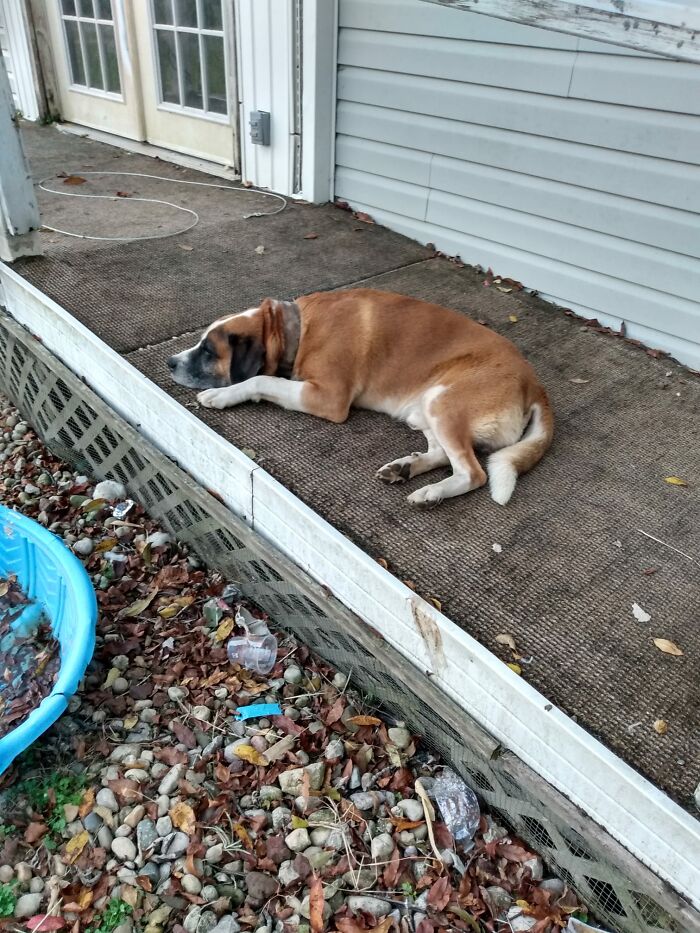 This Is My Dog Bentley. This Isn't My House.