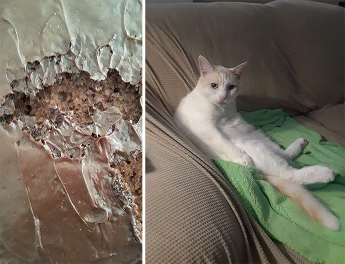 Freakin Hercules! Sat On My Cake!! He Doesnt Even Care.