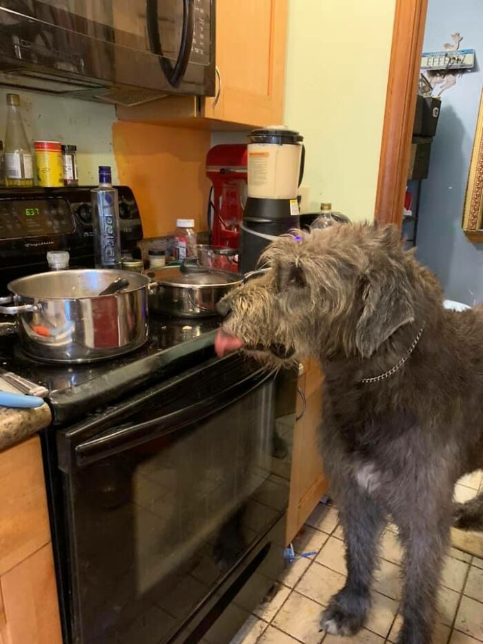 See That Tongue It Was Almost In The Pot. Shame This Jerk.