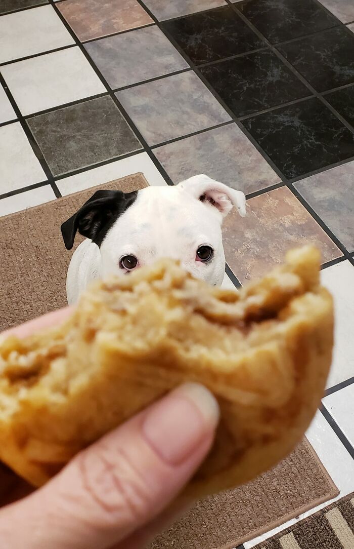 I Have Not Eaten Alone In 3 Years. Also, This Is Ryder, And He Is 3 Years Old Lol