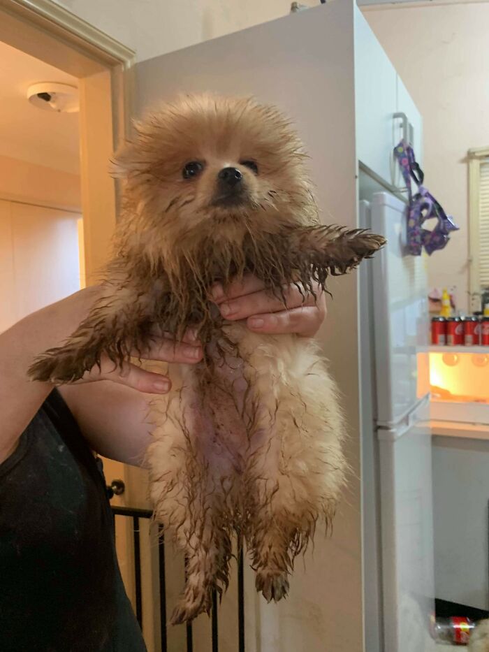 Ella Didnt Get The Memo That She Is Supposed To Be A 'Posh' Breed ( Pomeranian, But Really Very Hard To Tell At This Point) She Is An Adult Now And Really Hasnt Changed.. Smelly Cow Pat? What A Hoot! Kangaroo Poo? I'm In It! I Get Revenge With Her Post Bath Sulks