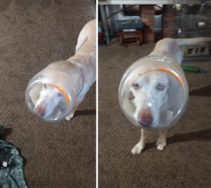 Someone Ate The Cheeseballs. "It Wasn't Me Momma" The Guilt. The Shame. This Was 2 Years Ago But Just Found This Wonderful Group And Had To Share!