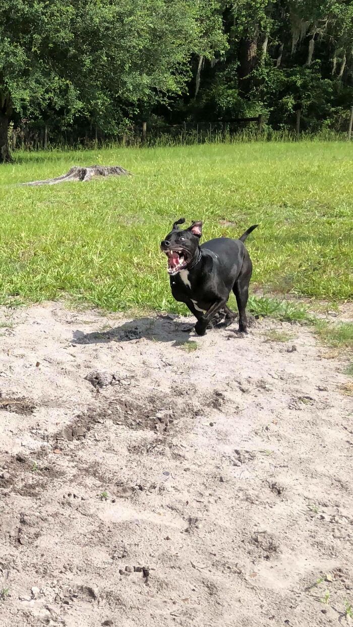 Roast This Turd. This Is Lucky. He Gains Weight Very Easily. So I’ve Cut Back On His Food And Now He Acts Like His Starving. So I Wanted To Try Green Beans As Fillers, But He Hates Veggies. So I Chopped Them Up And Mixed A Raw Egg In Because He Loves Raw Egg. I Was Excited To See If It Worked. It Did Not. He Even Cleaned The Egg Off The Green Beans